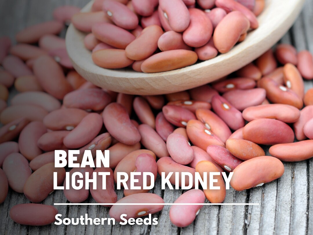 Bean, Kidney Light Red 20 Seeds Heirloom Vegetable Open Pollinated Non