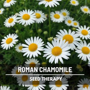 Roman Chamomile (Chamaemelum nobile) plants growing thick with white petals and yellow button centers in full bloom - Seed Therapy
