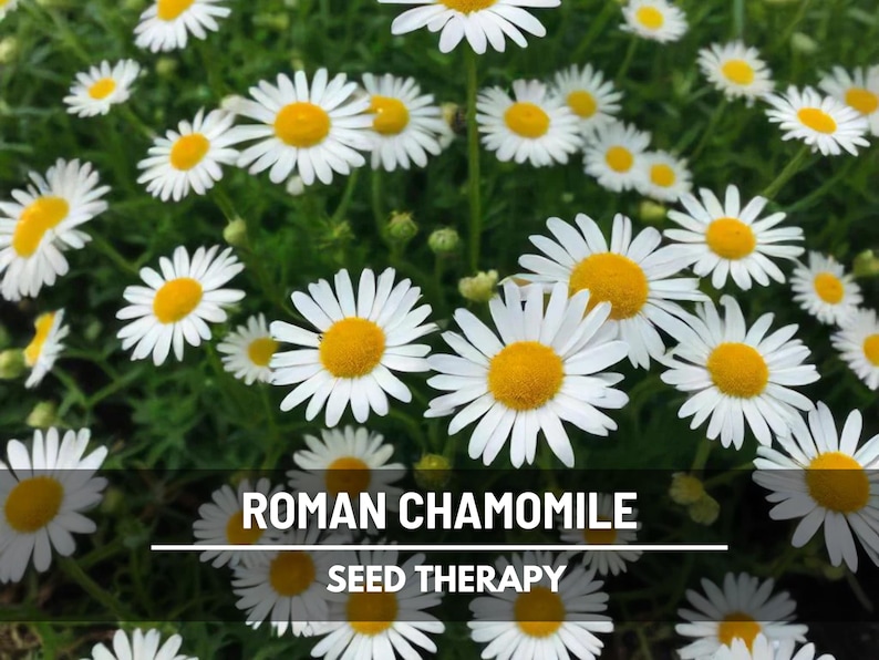 Roman Chamomile (Chamaemelum nobile) plants growing thick with white petals and yellow button centers in full bloom - Seed Therapy