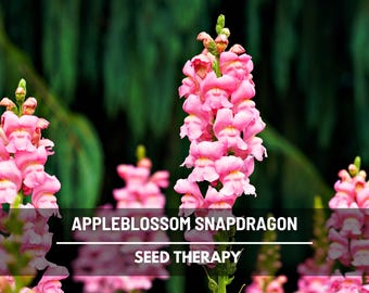 Appleblossom Snapdragon Seeds – Heirloom, Light Pink and Gold Blooms, Cut Flower (200 Seeds)