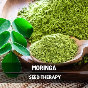 Moringa Seeds – Heirloom Drumstick Tree, Medicinal, Culinary, Herbal Teas, Edible Leaves, Fast Growing | 10 Seeds