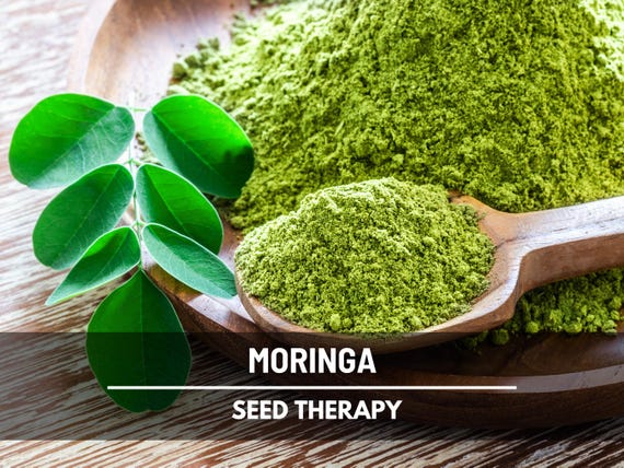 Moringa Seeds – Heirloom Drumstick Tree, Medicinal, Culinary, Herbal Teas, Edible Leaves, Fast Growing | 10 Seeds