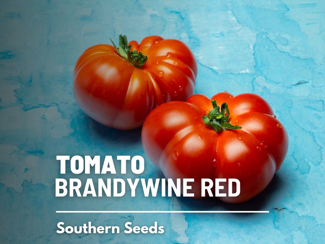 Tomato, Brandywine Red 50 Seeds Heirloom Vegetable, Indeterminate Plant