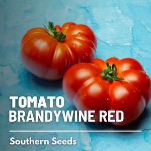 Tomato, Brandywine Red - 50 Seeds - Heirloom Vegetable, Indeterminate Plant, Sweet, Tangy, and Complex Flavor (Lycopersicon esculentum)