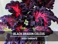 Coleus, Black Dragon - 20 Seeds - Heirloom Ornamental Plant - Landscape and Houseplant (Plectranthus scutellarioides)
