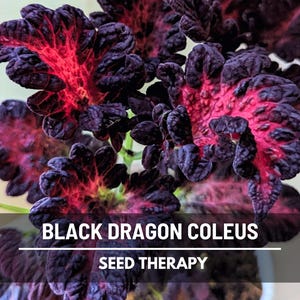 Coleus Black Dragon Seeds – Heirloom Ornamental Plant, Landscape or Houseplant, Dramatic Foliage | 20 Seeds