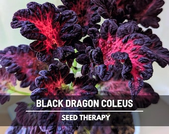 Coleus Black Dragon Seeds – Heirloom Ornamental Plant, Landscape or Houseplant, Dramatic Foliage | 20 Seeds