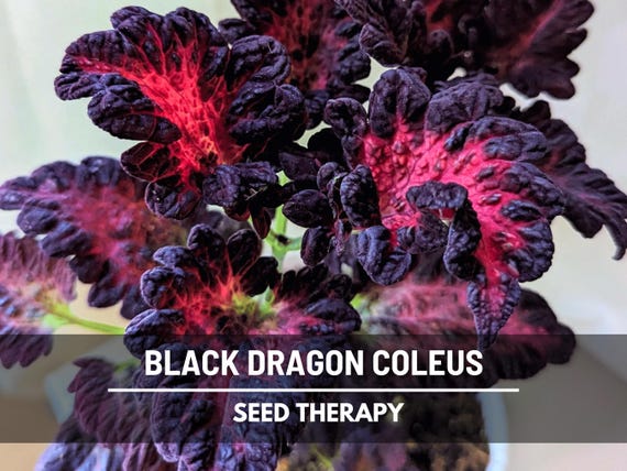 Coleus Black Dragon Seeds – Heirloom Ornamental Plant, Landscape or Houseplant, Dramatic Foliage | 20 Seeds