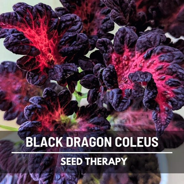 Semillas de Coleus Black Dragon: Planta ornamental tradicional, de interior o de jardín, con follaje espectacular / 20 semillas