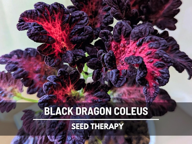 Black Dragon Coleus (Solenostemon scutellarioides) plant with dramatic dark purple and red textured leaves - Seed Therapy