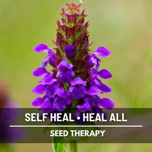 Self Heal Seeds (Heal All, All Heal) – Medicinal Herb, Heirloom, Wildflower, Purple Flowers, Easy to Grow | 50 Seeds