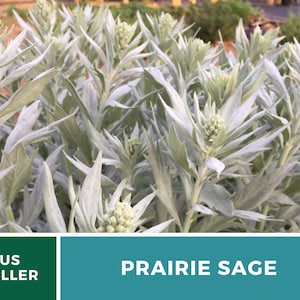 Sage, Prairie Louisiana Sage 100 Seeds Heirloom Herb, Medicinal, Pollinator Friendly, Fragrant Plant, Non-GMO Artemisia ludoviciana image 8