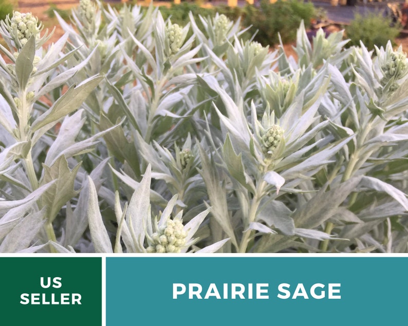 Sage, Prairie Louisiana Sage 100 Seeds Heirloom Herb, Medicinal, Pollinator Friendly, Fragrant Plant, Non-GMO Artemisia ludoviciana image 8