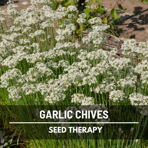 Garlic Chives (Allium tuberosum) clump in garden producing clusters of white flowers in late summer - Seed Therapy