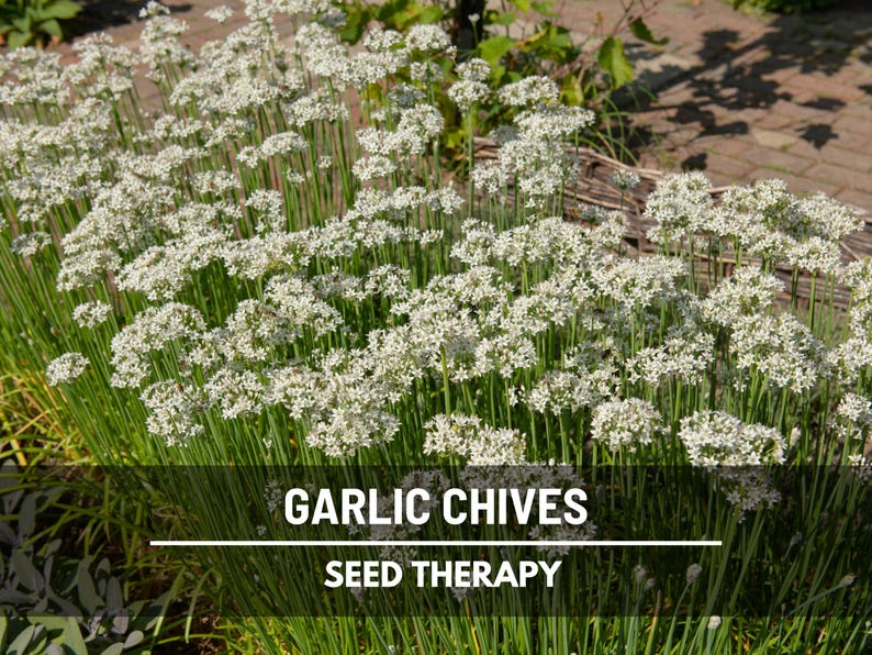 Garlic Chives (Allium tuberosum) clump in garden producing clusters of white flowers in late summer - Seed Therapy