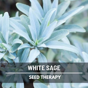 White Sage Seeds – Heirloom Herb, Sacred and Medicinal, Spiritual Cleansing, Non-GMO, Garden Gift, Smudging | 50 Seeds