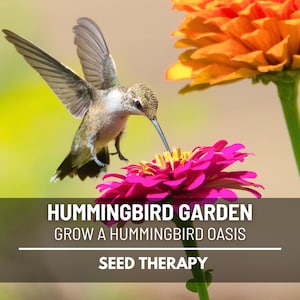 Hummingbird Garden Seed Collection – 10 Heirloom Flower Varieties, Create a Pollinator Paradise & Hummingbird Haven Outdoors