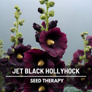 May include: Close-up of Jet Black Hollyhock flowers with deep burgundy petals and yellow centers. The image includes the text "JET BLACK HOLLYHOCK" and "SEED THERAPY" on a blurred background.