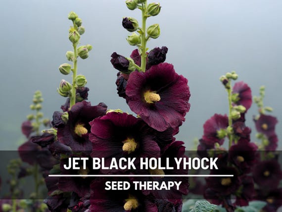 Jet Black Hollyhock Seeds – Rare Heirloom Flower, Medicinal Herb, Stunning Black Blooms | 25 Seeds