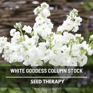 Column Stock White Goddess Seeds – Heirloom, Fragrant White Flower, Annual Stock, Cut Flower | 50 Seeds