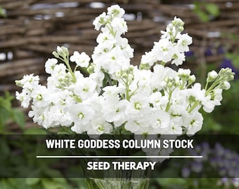 Column Stock White Goddess Seeds – Heirloom, Fragrant White Flower, Annual Stock, Cut Flower | 50 Seeds