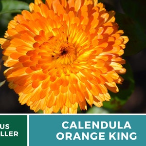 Calendula, Orange King 100 Seeds Heirloom Culinary & Medicinal Flower Non-GMO Calendula officinalis image 7