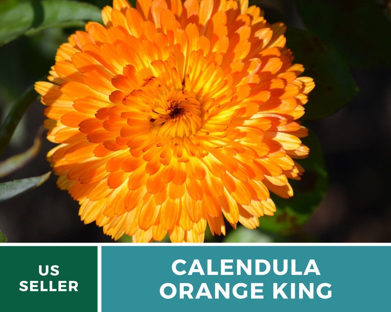 Calendula, Orange King 100 Seeds Heirloom Culinary & Medicinal Flower Non-GMO Calendula officinalis image 7