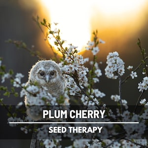 Cherry Plum Seeds – Heirloom Fruit Tree, Non-GMO Myrobalan Plum, Ornamental Blossoms, Edible Fruit | 5 Seeds