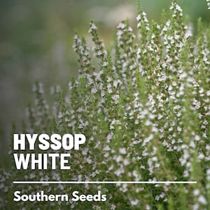 Hyssop, White Albus 50 Seeds Heirloom Herb Delicate White Flowers Hyssopus officinalis image 1