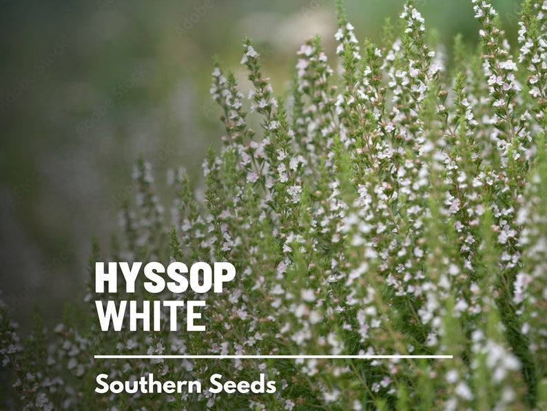 Hyssop, White Albus 50 Seeds Heirloom Herb Delicate White Flowers Hyssopus officinalis image 1