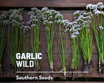 Garlic, Wild - 25 Seeds - Heirloom Vegetable - Wild and Robust Flavor (Allium canadense)
