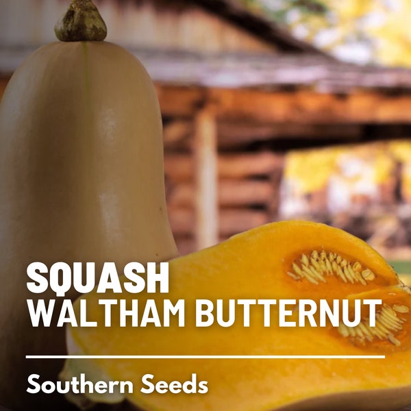 Squash, Waltham Butternut - 25 Seeds - Heirloom Vegetable, AAS Winner, Open Pollinated, Non-GMO, Easy to Grow (Cucurbita moschata)