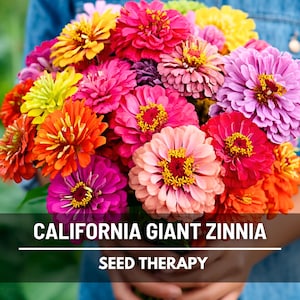 California Giant Zinnia Seeds – Heirloom Flower, Large Blooms, Attracts Butterflies, Long-Lasting Cut Flowers, Easy to Grow | 100 Seeds