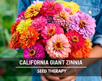 California Giant Zinnia Seeds – Heirloom Flower, Large Blooms, Attracts Butterflies, Long-Lasting Cut Flowers, Easy to Grow | 100 Seeds