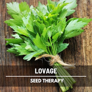 Lovage Seeds – Heirloom Culinary & Medicinal Herb, Open Pollinated, Non-GMO, Classic Celery Flavor | 50 Seeds