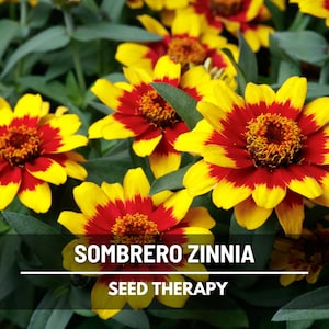 Sombrero Zinnia Seeds – Heirloom Flower, Vibrant Colorful Blooms, Drought-Tolerant, Easy to Grow, Garden Favorite | 50 Seeds image 1