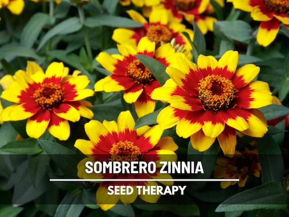 Sombrero Zinnia Seeds – Heirloom Flower, Vibrant Colorful Blooms, Drought-Tolerant, Easy to Grow, Garden Favorite | 50 Seeds