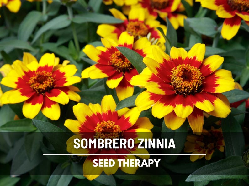Sombrero Zinnia Seeds – Heirloom Flower, Vibrant Colorful Blooms, Drought-Tolerant, Easy to Grow, Garden Favorite | 50 Seeds image 1