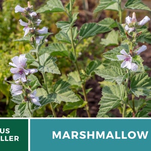 May include: Close-up of a Marshmallow plant with light pink flowers and green leaves. US Seller.