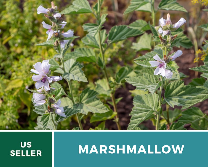 May include: Close-up of a Marshmallow plant with light pink flowers and green leaves. US Seller.