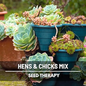 Hens & Chicks, Cactus Mix - 30 Seeds - Heirloom Succulent - Drought-Tolerant Plant (Sempervivum spp.)
