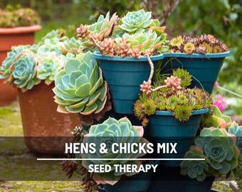 Hens & Chicks, Cactus Mix - 30 Seeds - Heirloom Succulent - Drought-Tolerant Plant (Sempervivum spp.)