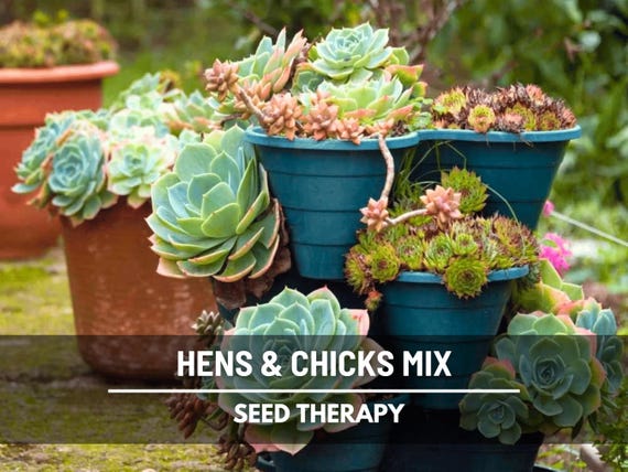 Hens & Chicks, Cactus Mix - 30 Seeds - Heirloom Succulent - Drought-Tolerant Plant (Sempervivum spp.)