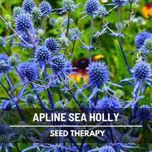 Alpine Sea Holly Seeds – Heirloom Plant, Unique Blue Thistle Flowers, Drought Tolerant, Deer Resistant | 25 Seeds