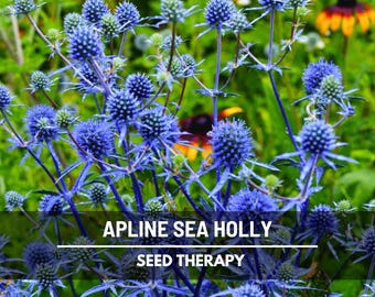 Alpine Sea Holly Seeds, Blue Thistle Perennial Flower (25 Seeds)