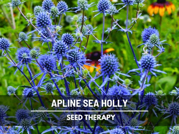 Alpine Sea Holly Seeds, Blue Thistle Perennial Flower (25 Seeds)