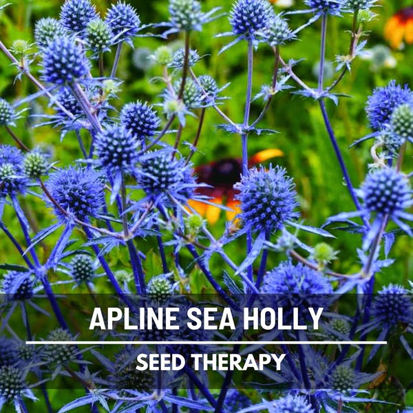 Alpine Sea Holly Seeds – Heirloom, Blue Thistle Flowers, Drought & Deer Resistant (25 Seeds)