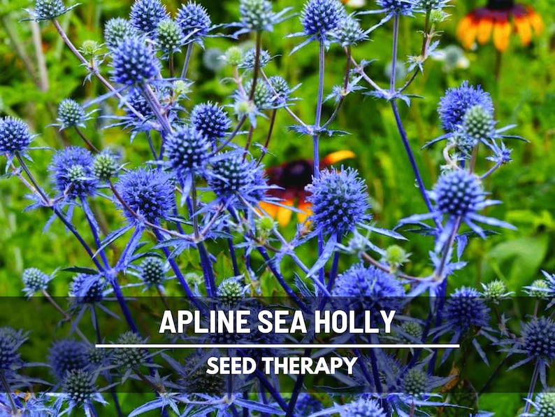 Alpine Sea Holly in bloom with clusters of spiky blue-purple flowers – Seed Therapy