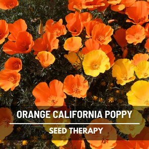 Orange California Poppy Seeds – Heirloom, Non-GMO, Vibrant Orange Blooms, Drought Tolerant, Pollinator Friendly | 200 Seeds