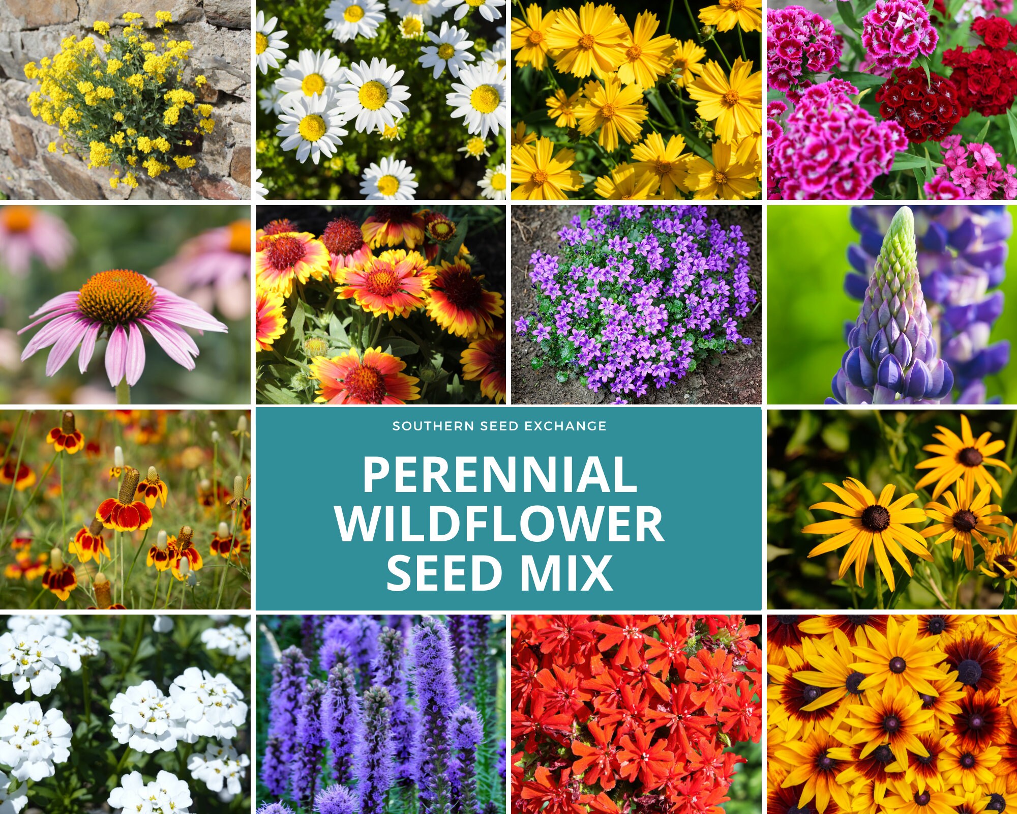 Wildflower Mix Perennial Seeds Assortment of Perennial Etsy